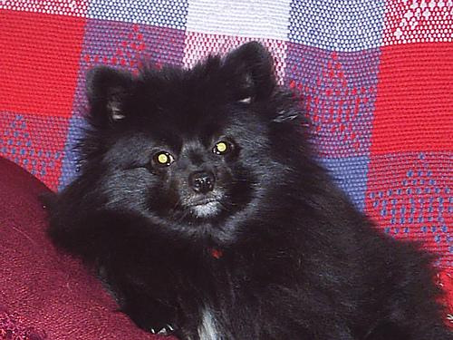 A dog image from https://images.dog.ceo/breeds/pomeranian/n02112018_4928.jpg