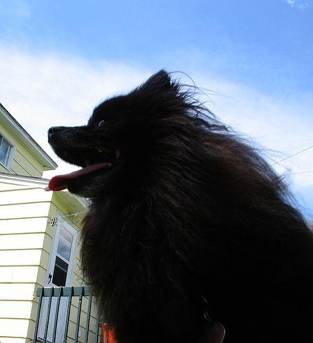 A dog image from https://images.dog.ceo/breeds/pomeranian/n02112018_494.jpg