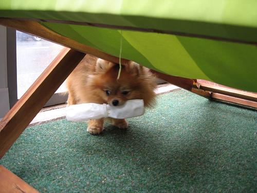 A dog image from https://images.dog.ceo/breeds/pomeranian/n02112018_5091.jpg