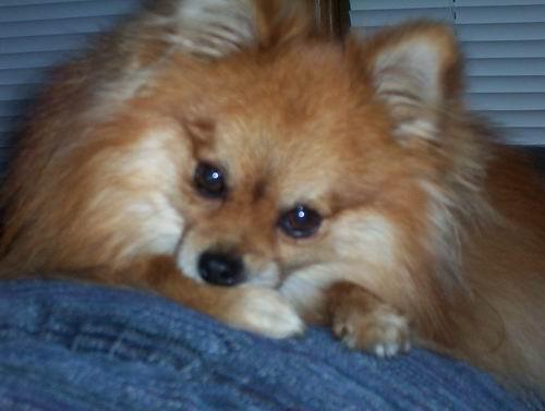 A dog image from https://images.dog.ceo/breeds/pomeranian/n02112018_5094.jpg