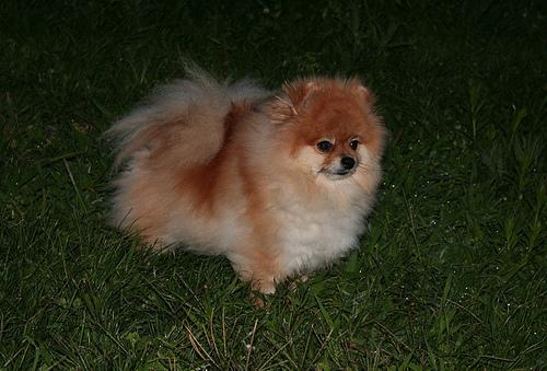 A dog image from https://images.dog.ceo/breeds/pomeranian/n02112018_5317.jpg