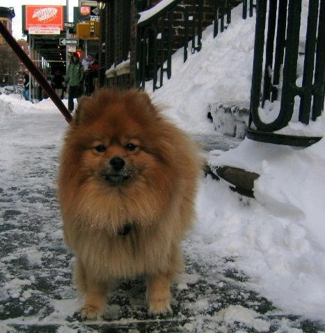 A dog image from https://images.dog.ceo/breeds/pomeranian/n02112018_5349.jpg