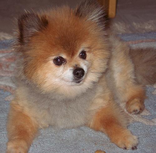 A dog image from https://images.dog.ceo/breeds/pomeranian/n02112018_541.jpg