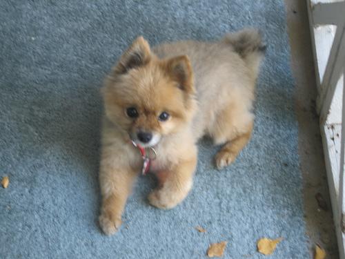 A dog image from https://images.dog.ceo/breeds/pomeranian/n02112018_554.jpg