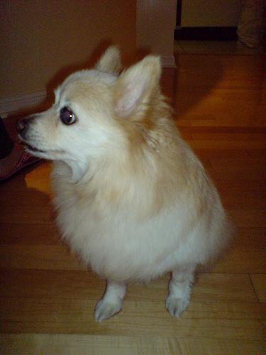 A dog image from https://images.dog.ceo/breeds/pomeranian/n02112018_5697.jpg