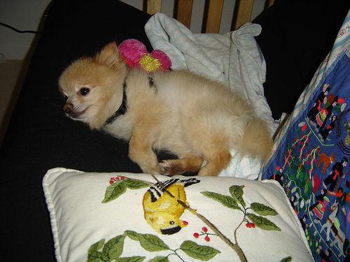 A dog image from https://images.dog.ceo/breeds/pomeranian/n02112018_598.jpg