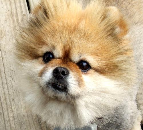 A dog image from https://images.dog.ceo/breeds/pomeranian/n02112018_612.jpg