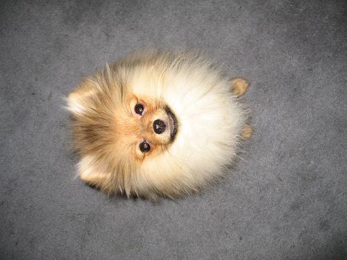 A dog image from https://images.dog.ceo/breeds/pomeranian/n02112018_6121.jpg