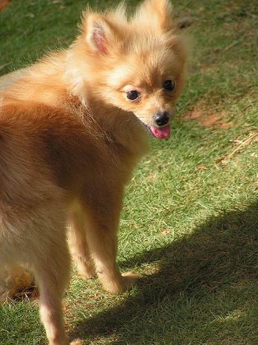 A dog image from https://images.dog.ceo/breeds/pomeranian/n02112018_6149.jpg