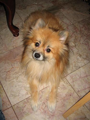 A dog image from https://images.dog.ceo/breeds/pomeranian/n02112018_6159.jpg