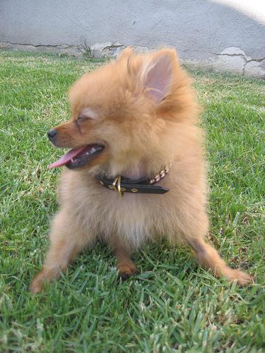 A dog image from https://images.dog.ceo/breeds/pomeranian/n02112018_653.jpg