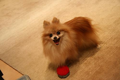 A dog image from https://images.dog.ceo/breeds/pomeranian/n02112018_7019.jpg