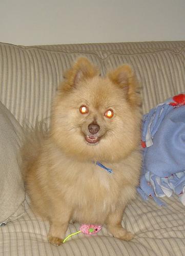 A dog image from https://images.dog.ceo/breeds/pomeranian/n02112018_7880.jpg