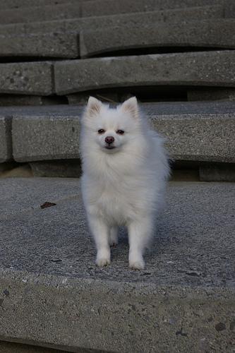 A dog image from https://images.dog.ceo/breeds/pomeranian/n02112018_8351.jpg