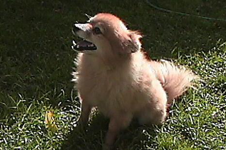 A dog image from https://images.dog.ceo/breeds/pomeranian/n02112018_877.jpg