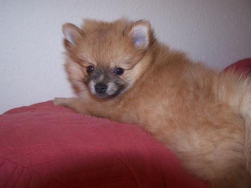 A dog image from https://images.dog.ceo/breeds/pomeranian/n02112018_888.jpg