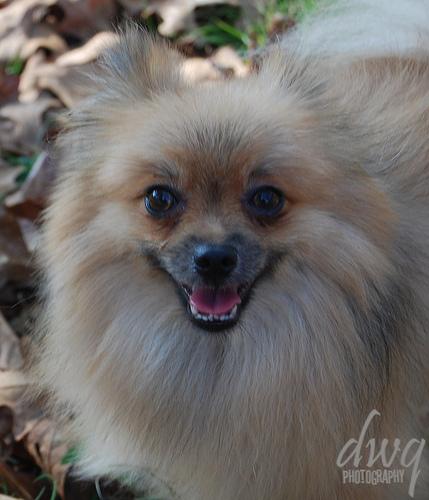 A dog image from https://images.dog.ceo/breeds/pomeranian/n02112018_9028.jpg