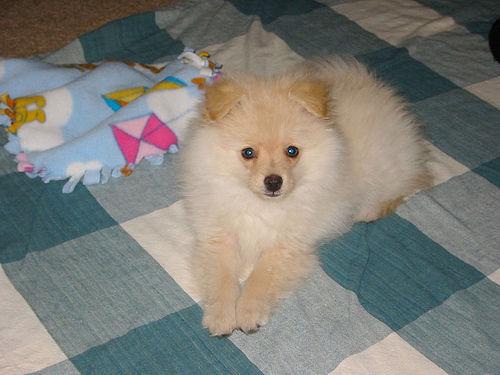 A dog image from https://images.dog.ceo/breeds/pomeranian/n02112018_9376.jpg