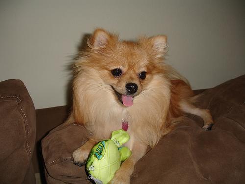 A dog image from https://images.dog.ceo/breeds/pomeranian/n02112018_9753.jpg