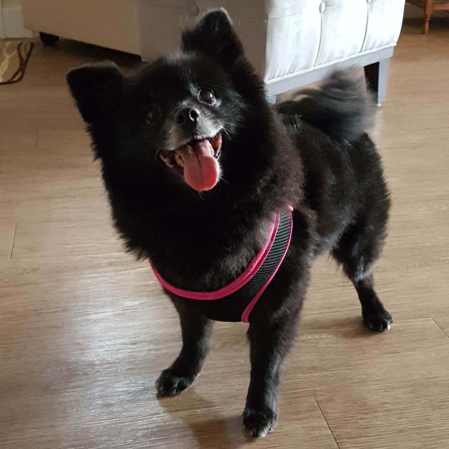 A dog image from https://images.dog.ceo/breeds/pomeranian/pom-sophie-2.jpg