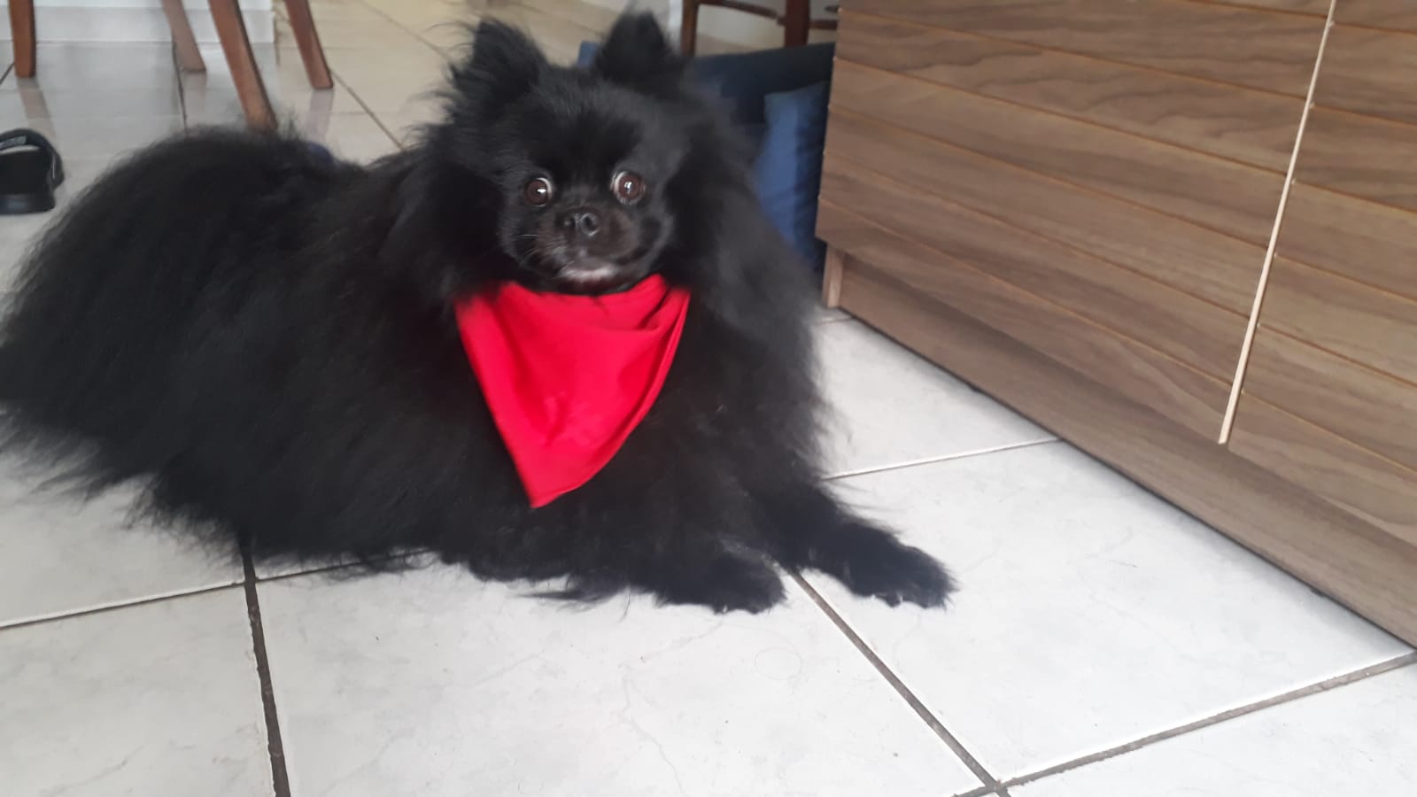 A dog image from https://images.dog.ceo/breeds/pomeranian/pomeranian_black_03.jpg