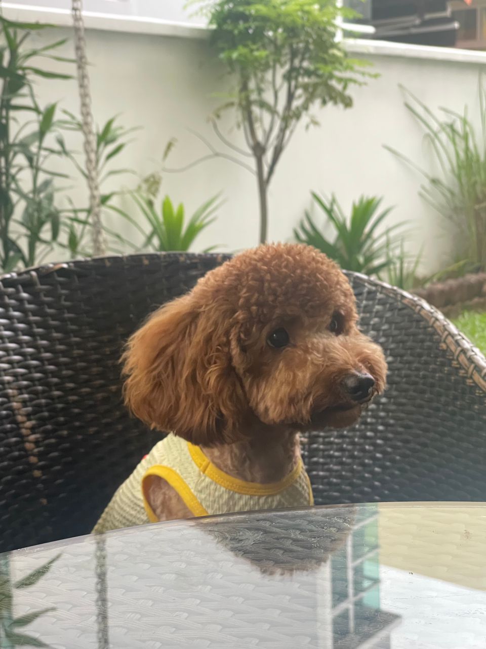 https://images.dog.ceo/breeds/poodle-medium/WhatsApp_Image_2022-08-06_at_4.48.38_PM.jpg