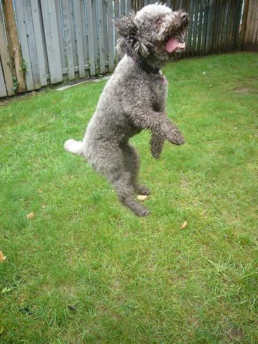 A dog image from https://images.dog.ceo/breeds/poodle-miniature/n02113712_109.jpg