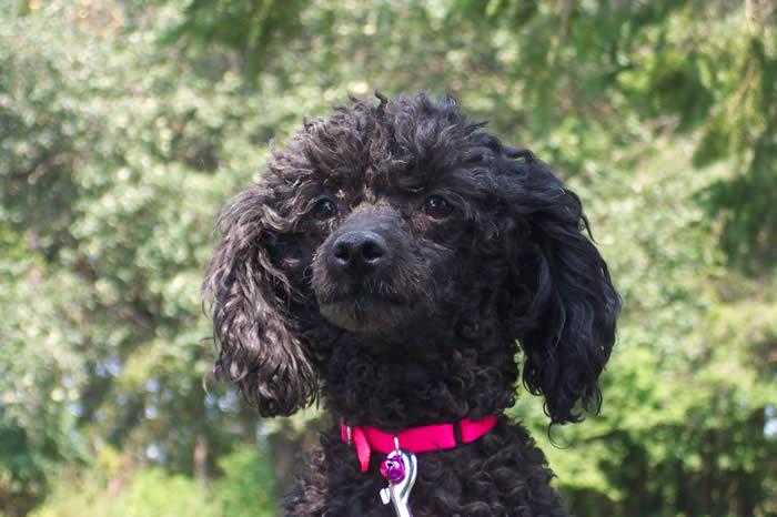 A dog image from https://images.dog.ceo/breeds/poodle-miniature/n02113712_1272.jpg