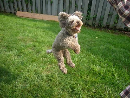 A dog image from https://images.dog.ceo/breeds/poodle-miniature/n02113712_142.jpg