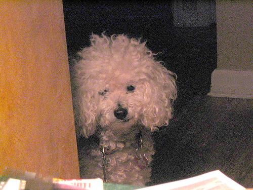 A dog image from https://images.dog.ceo/breeds/poodle-miniature/n02113712_1448.jpg