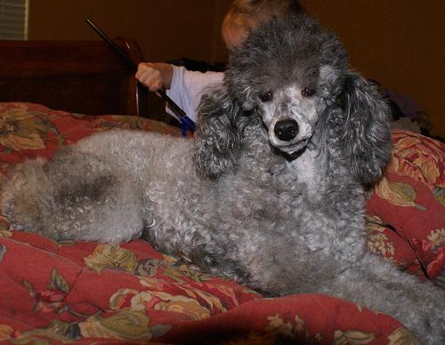 A dog image from https://images.dog.ceo/breeds/poodle-miniature/n02113712_163.jpg