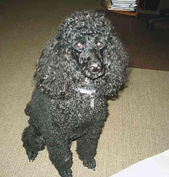 A dog image from https://images.dog.ceo/breeds/poodle-miniature/n02113712_166.jpg