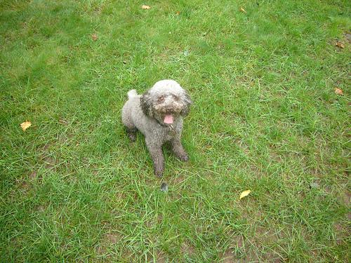 A dog image from https://images.dog.ceo/breeds/poodle-miniature/n02113712_2021.jpg