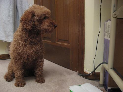 A dog image from https://images.dog.ceo/breeds/poodle-miniature/n02113712_212.jpg