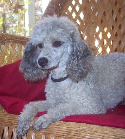 A dog image from https://images.dog.ceo/breeds/poodle-miniature/n02113712_2136.jpg