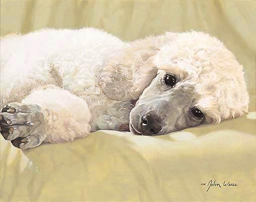 A dog image from https://images.dog.ceo/breeds/poodle-miniature/n02113712_230.jpg