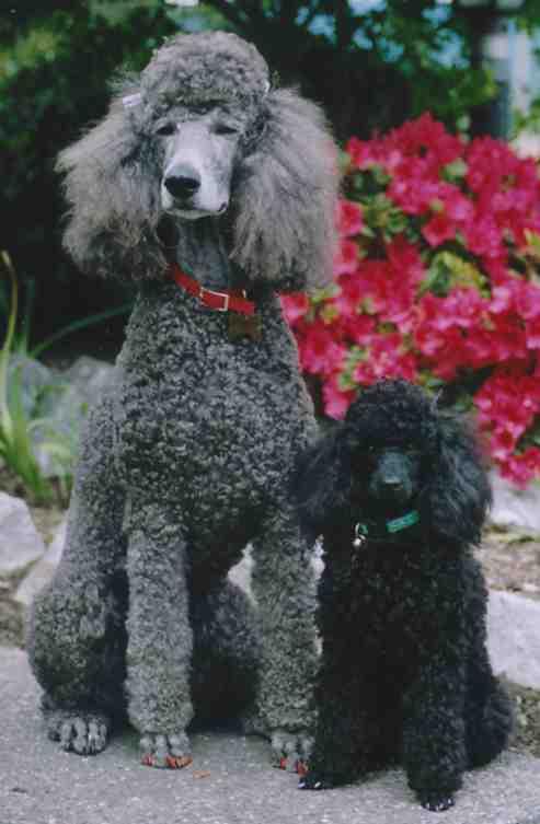 A dog image from https://images.dog.ceo/breeds/poodle-miniature/n02113712_2405.jpg