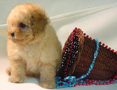 A dog image from https://images.dog.ceo/breeds/poodle-miniature/n02113712_243.jpg