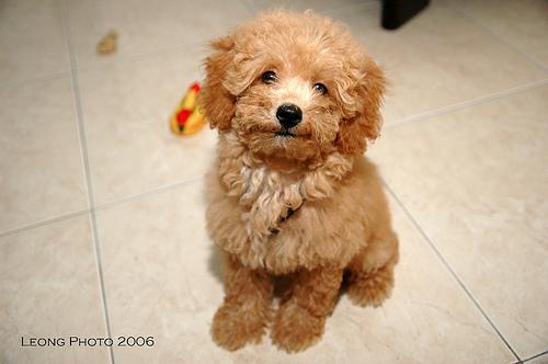 A dog image from https://images.dog.ceo/breeds/poodle-miniature/n02113712_2653.jpg