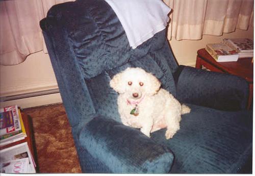 A dog image from https://images.dog.ceo/breeds/poodle-miniature/n02113712_3147.jpg