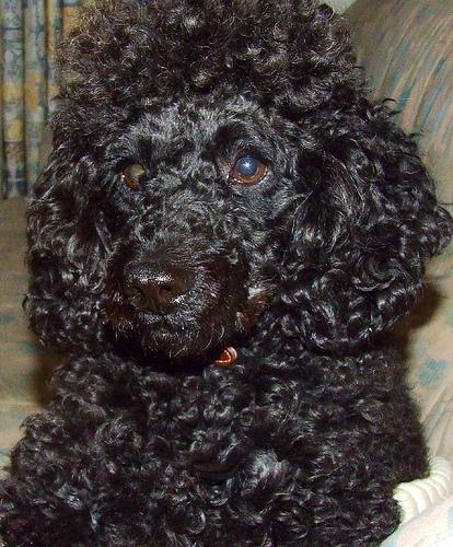 A dog image from https://images.dog.ceo/breeds/poodle-miniature/n02113712_3155.jpg