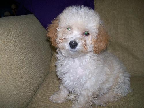 A dog image from https://images.dog.ceo/breeds/poodle-miniature/n02113712_4526.jpg