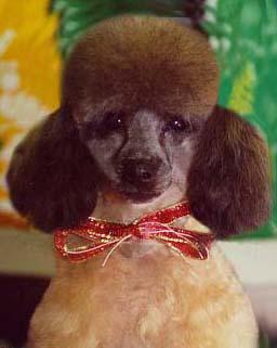 A dog image from https://images.dog.ceo/breeds/poodle-miniature/n02113712_587.jpg