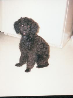 A dog image from https://images.dog.ceo/breeds/poodle-miniature/n02113712_599.jpg