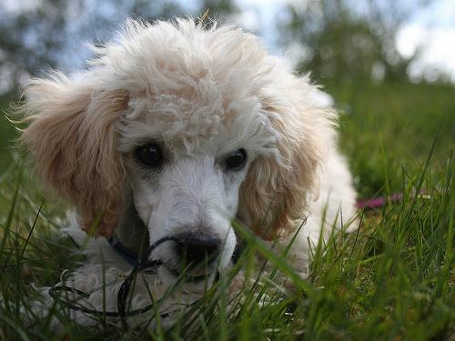 A dog image from https://images.dog.ceo/breeds/poodle-miniature/n02113712_7710.jpg