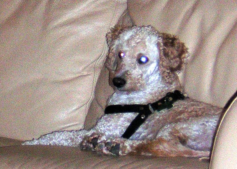 A dog image from https://images.dog.ceo/breeds/poodle-miniature/n02113712_777.jpg