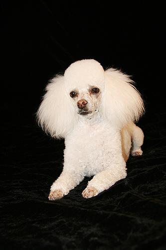 A dog image from https://images.dog.ceo/breeds/poodle-miniature/n02113712_8177.jpg