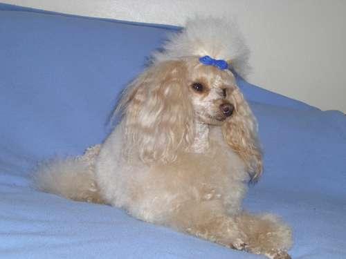 A dog image from https://images.dog.ceo/breeds/poodle-miniature/n02113712_8487.jpg