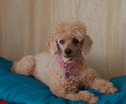 A dog image from https://images.dog.ceo/breeds/poodle-miniature/n02113712_8708.jpg