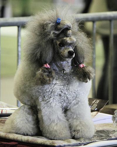 A dog image from https://images.dog.ceo/breeds/poodle-miniature/n02113712_9159.jpg